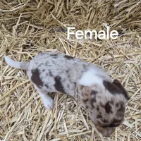 Carla , a female Beagle for sale in Metamora, IL – 7 of 8