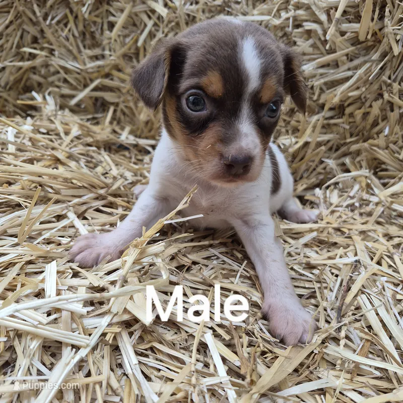 Clyde/Pocket – Beagle puppy for sale in Metamora, IL
