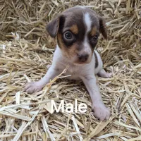 Clyde/Pocket, a male Beagle for sale in Metamora, IL – 1 of 5