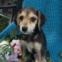 Sadie/Pocket Beagle Poo, a female Beagle and Poodle - Miniature  for sale in Metamora, IL – 3 of 7