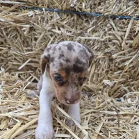 Carla , a female Beagle for sale in Metamora, IL – 3 of 8