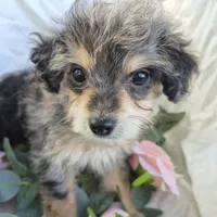 Molly, a female Beagle and Poodle - Miniature  for sale in Metamora, IL – 3 of 7
