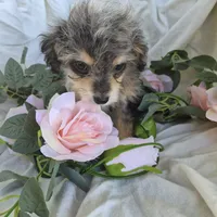 Molly, a female Beagle and Poodle - Miniature  for sale in Metamora, IL – 5 of 7