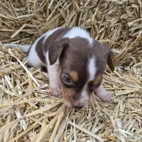 Clyde/Pocket, a male Beagle for sale in Metamora, IL – 4 of 5