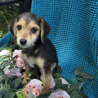 Sadie/Pocket Beagle Poo, a female Beagle and Poodle - Miniature  for sale in Metamora, IL – 6 of 7