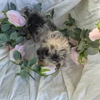 Molly, a female Beagle and Poodle - Miniature  for sale in Metamora, IL – 7 of 7
