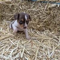 Clyde/Pocket, a male Beagle for sale in Metamora, IL – 2 of 5