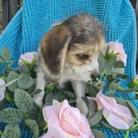 Sophie, a female Beagle and Poodle - Miniature  for sale in Metamora, IL – 3 of 5