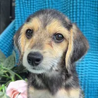 Sadie/Pocket Beagle Poo, a female Beagle and Poodle - Miniature  for sale in Metamora, IL – 7 of 7