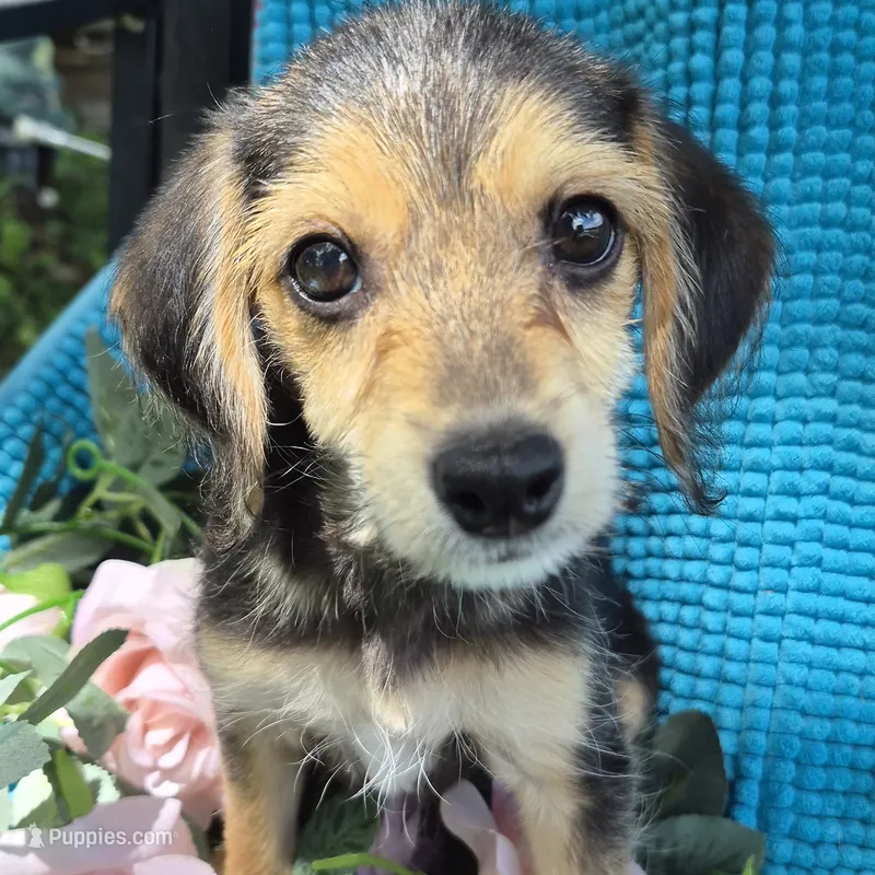 Sadie/Pocket Beagle Poo – Beagle, Poodle - Miniature  puppy for sale in Metamora, IL