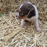 Clyde/Pocket, a male Beagle for sale in Metamora, IL – 3 of 5