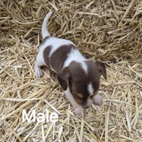 Clyde/Pocket, a male Beagle for sale in Metamora, IL – 5 of 5