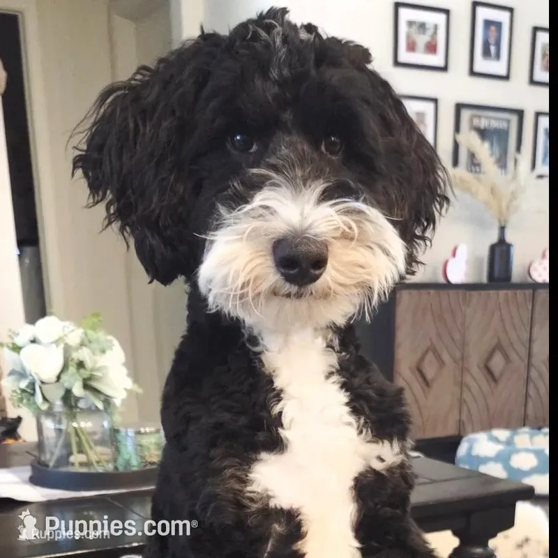 Keanu – Bernedoodle puppy for sale in Canton, GA