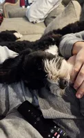 Keanu, a male Bernedoodle for sale in Canton, GA – 2 of 2