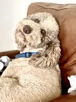 Mochi, a male Bernedoodle for sale in San Diego, CA – Photo 8 of 8