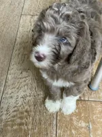 Mochi, a male Bernedoodle for sale in San Diego, CA – Photo 3 of 8