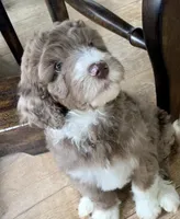 Mochi, a male Bernedoodle for sale in San Diego, CA – Photo 4 of 8