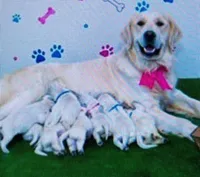 Marjorie, a female Golden Retriever for sale in San Diego, CA – Photo 6 of 6