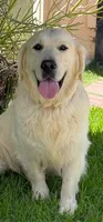 Marjorie, a female Golden Retriever for sale in San Diego, CA – Photo 5 of 6