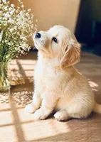 Marjorie, a female Golden Retriever for sale in San Diego, CA – Photo 2 of 6