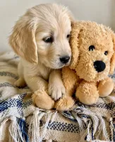 Marjorie, a female Golden Retriever for sale in San Diego, CA – Photo 3 of 6