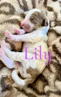 Lily, a female Bernedoodle for sale in San Diego, CA – Photo 1 of 4