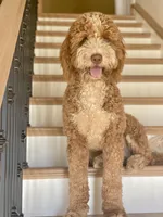 Lily, a female Bernedoodle for sale in San Diego, CA – Photo 4 of 4