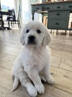 Elenor, a female English Cream Golden Retriever for sale in San Diego, CA – Photo 5 of 5