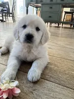 Elenor, a female English Cream Golden Retriever for sale in San Diego, CA – Photo 3 of 5