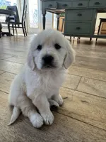 Elenor, a female English Cream Golden Retriever for sale in San Diego, CA – Photo 2 of 5