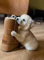 Marjorie, a female Golden Retriever for sale in San Diego, CA – Photo 4 of 8