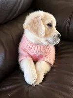 Marjorie, a female Golden Retriever for sale in San Diego, CA – Photo 1 of 8
