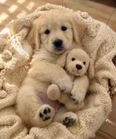 Marjorie, a female Golden Retriever for sale in San Diego, CA – Photo 5 of 8