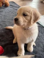 Marjorie, a female Golden Retriever for sale in San Diego, CA – Photo 7 of 8