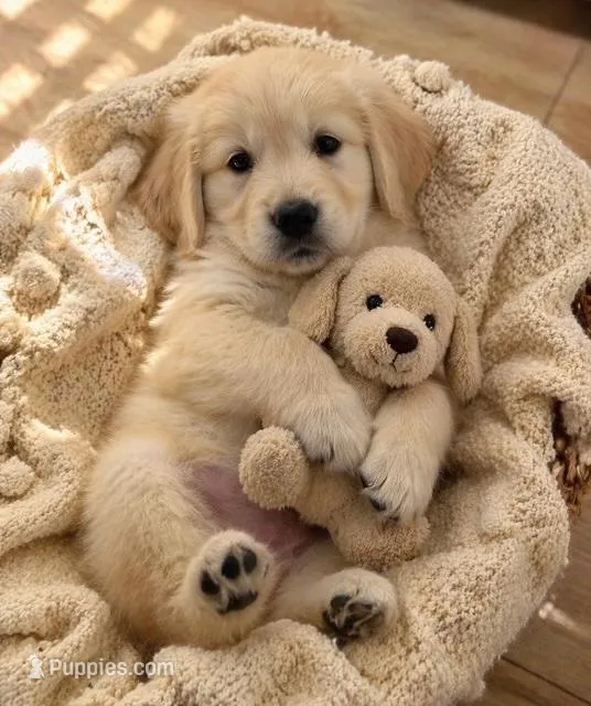 Marjorie – Golden Retriever puppy for sale in San Diego, CA