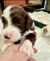 Bo, a male Bernedoodle for sale in San Diego, CA – Photo 3 of 10