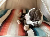 Bo, a male Bernedoodle for sale in San Diego, CA – Photo 8 of 10