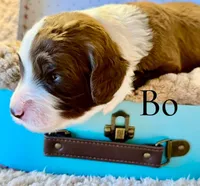 Bo, a male Bernedoodle for sale in San Diego, CA – Photo 9 of 10