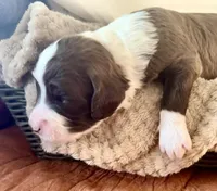 Bo, a male Bernedoodle for sale in San Diego, CA – Photo 10 of 10