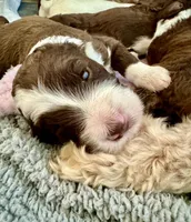 Bo, a male Bernedoodle for sale in San Diego, CA – Photo 2 of 10