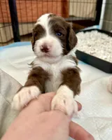 Bo, a male Bernedoodle for sale in San Diego, CA – Photo 1 of 10