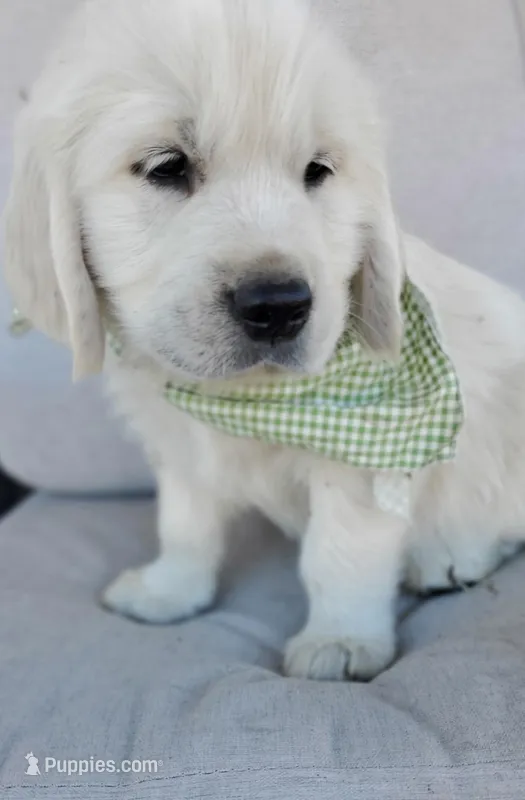 Titus, a male English Cream Golden Retriever for sale in San Diego, CA – Photo 1 of 5