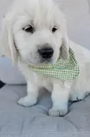 Titus, a male English Cream Golden Retriever for sale in San Diego, CA – Photo 1 of 5