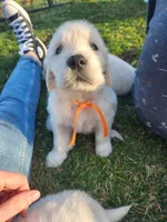 Titus, a male English Cream Golden Retriever for sale in San Diego, CA – Photo 4 of 5