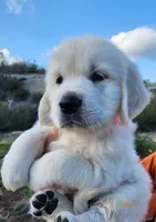 Titus, a male English Cream Golden Retriever for sale in San Diego, CA – Photo 5 of 5