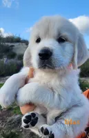 Titus, a male English Cream Golden Retriever for sale in San Diego, CA – Photo 2 of 5