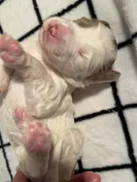 Tulip, a female Bernedoodle for sale in San Diego, CA – Photo 7 of 10
