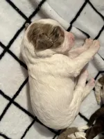 Tulip, a female Bernedoodle for sale in San Diego, CA – Photo 4 of 10