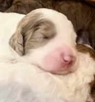 Tulip, a female Bernedoodle for sale in San Diego, CA – Photo 10 of 10