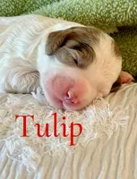 Tulip, a female Bernedoodle for sale in San Diego, CA – Photo 5 of 10